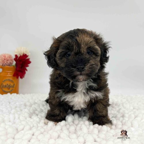 a little dark brindle colored Havapoo named Tara with white markings.