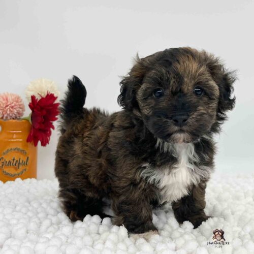 little puppy Havapoo standing on white blanket with yellow vase in background