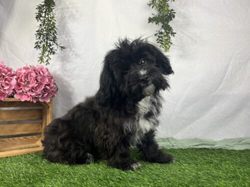 Havanese & Havapoo Puppies IMG 6757 3