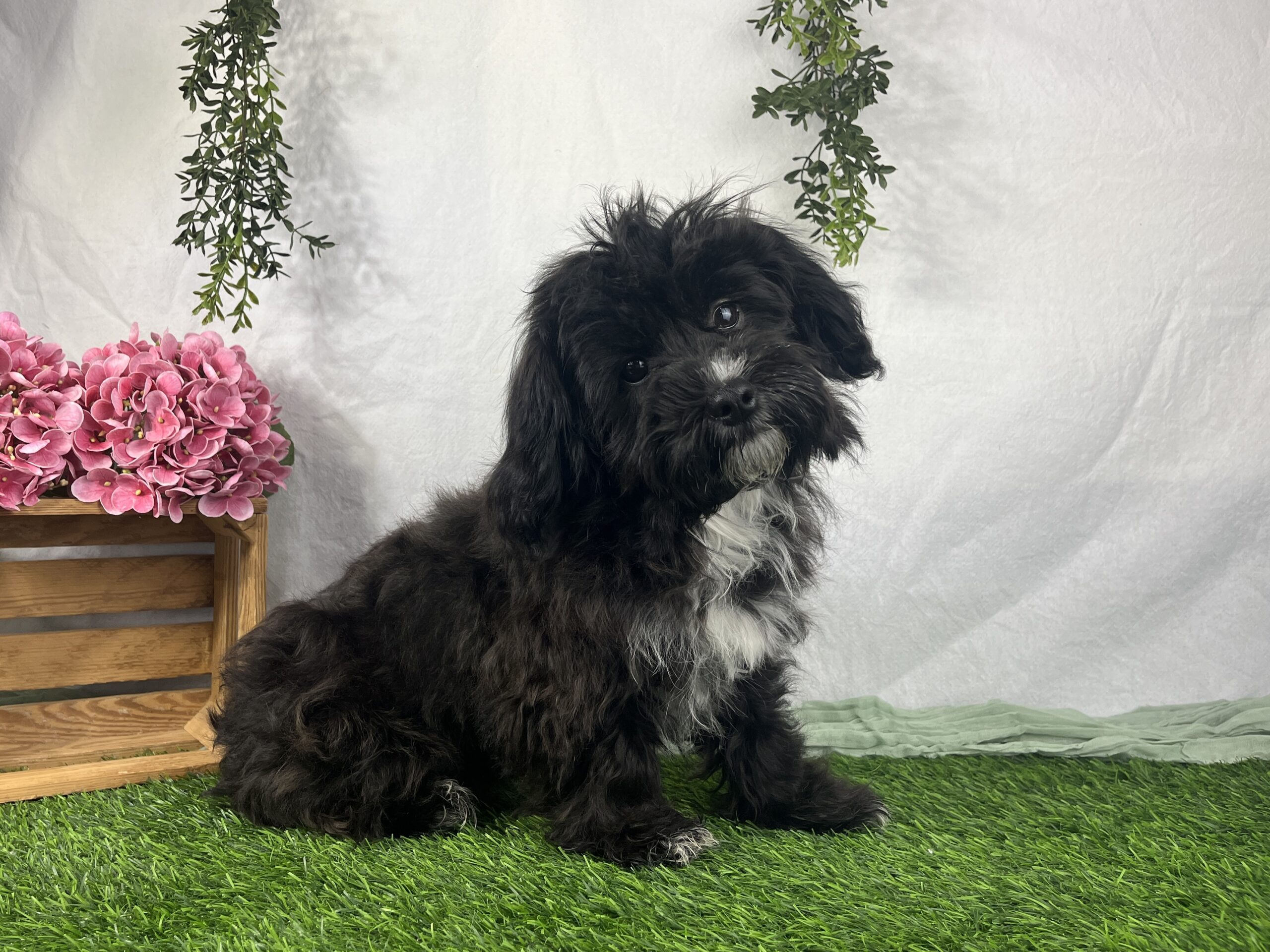 Havanese & Havapoo Puppies IMG 6757 3 scaled