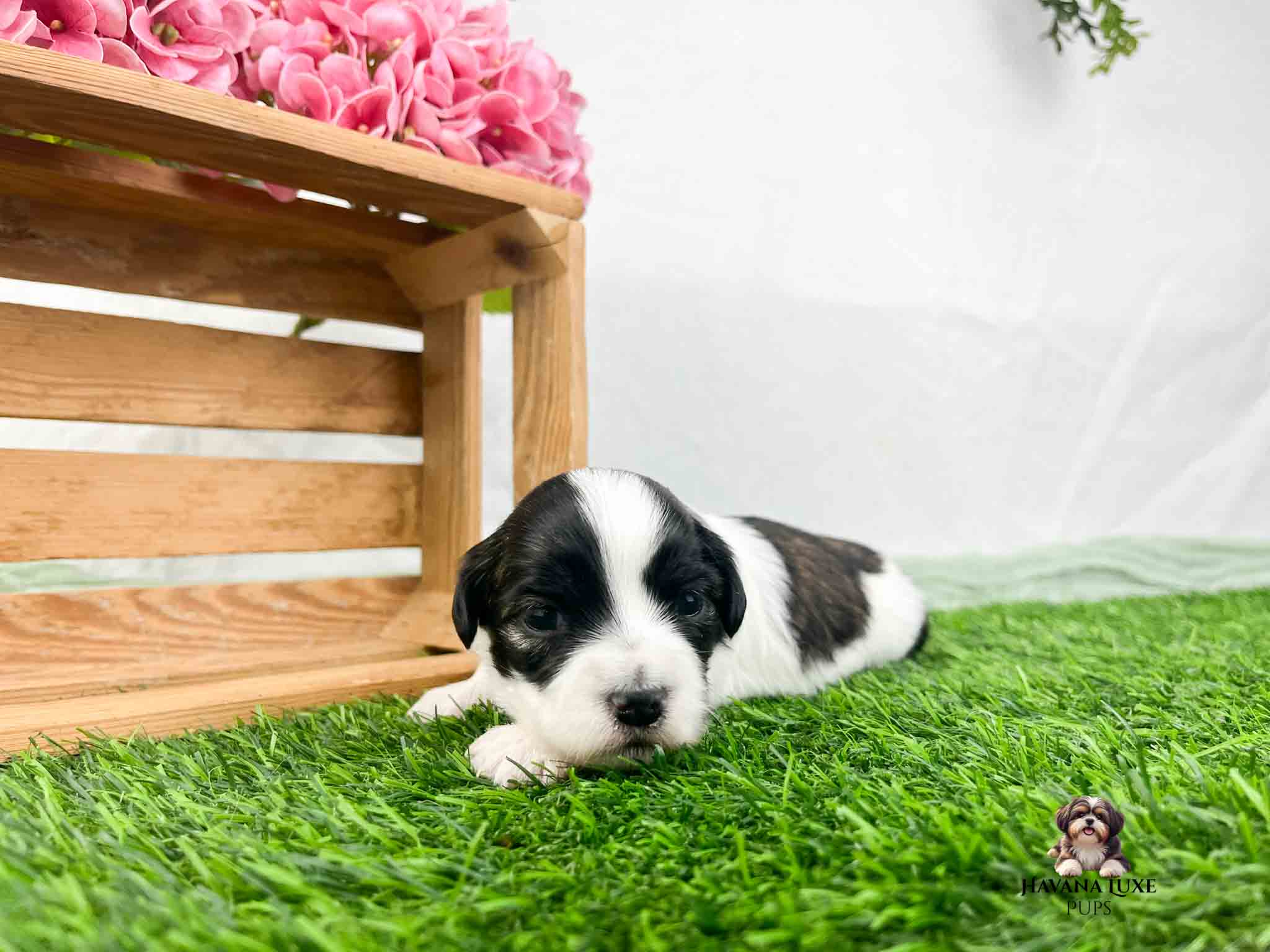 black and white Havanese puppy on green grass.