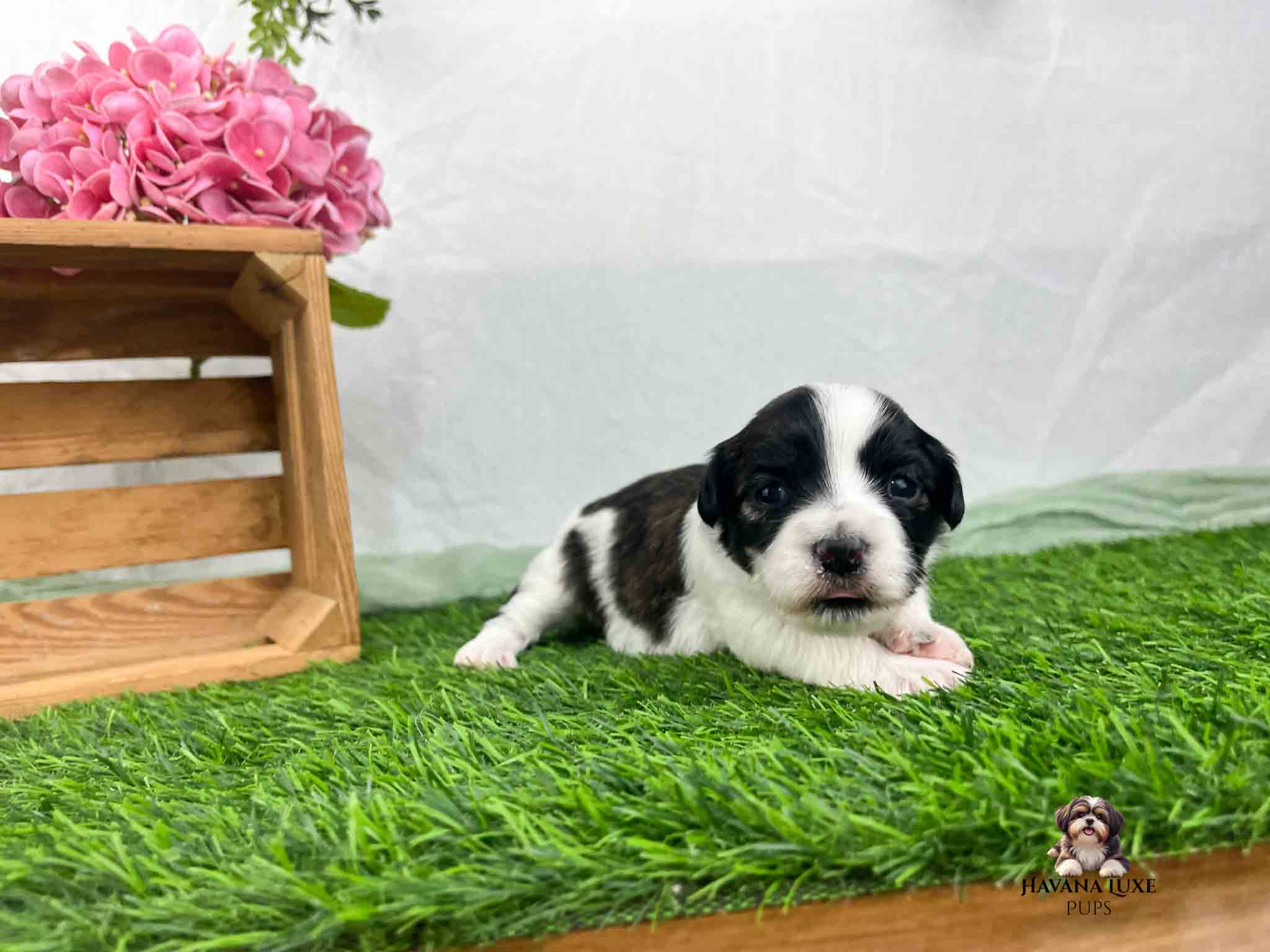black and white Havanese newborn puppy laying on grass