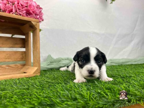 black and white Havanese puppy laying on green grass