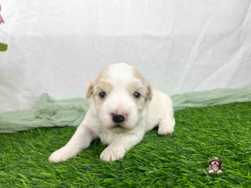 gold and white Havanese pup on green grass