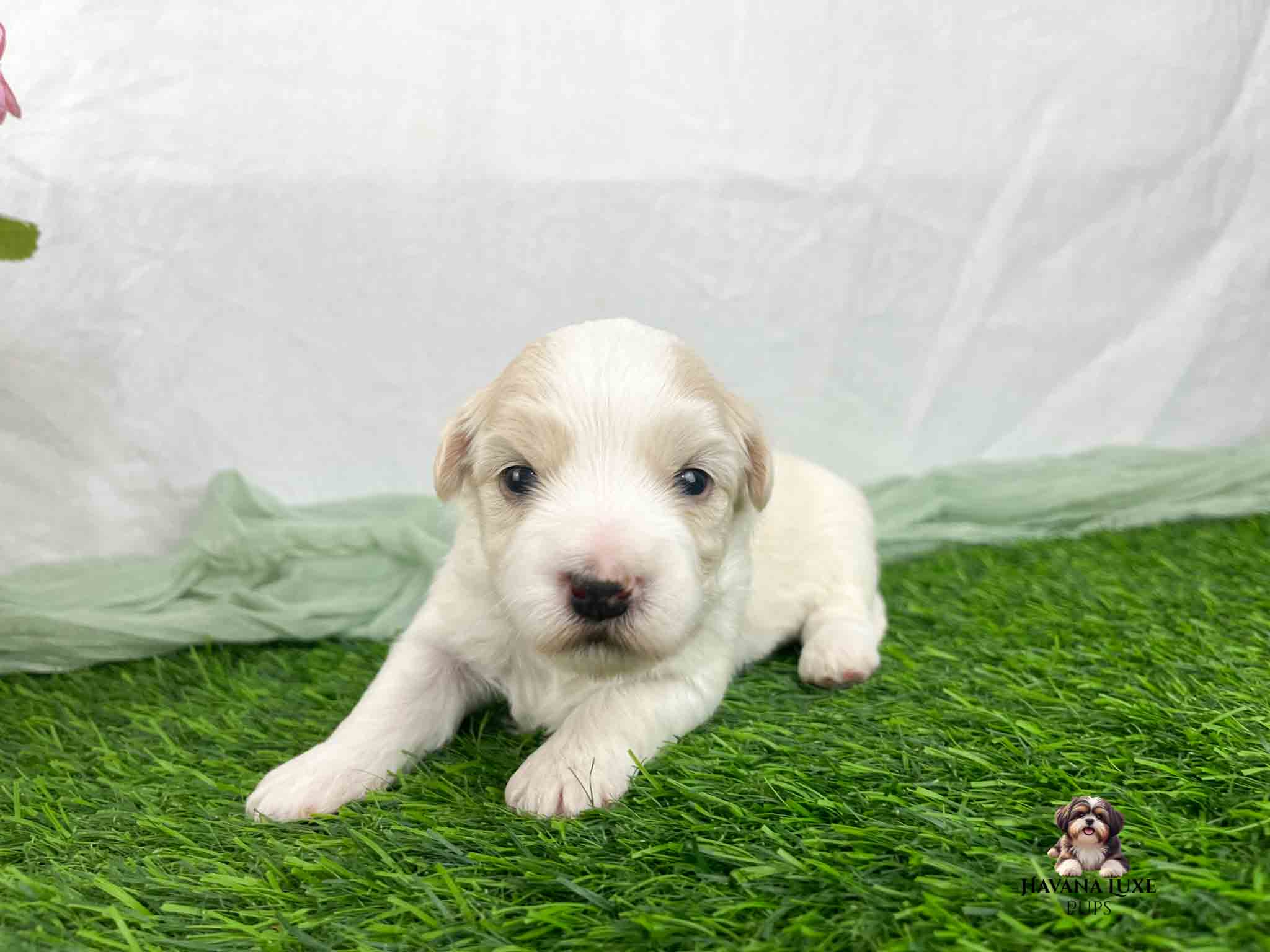 gold and white Havanese pup on green grass