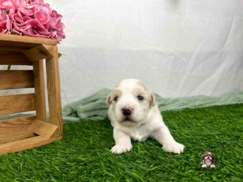 gold and white Havanese on green grass with wood crate in background
