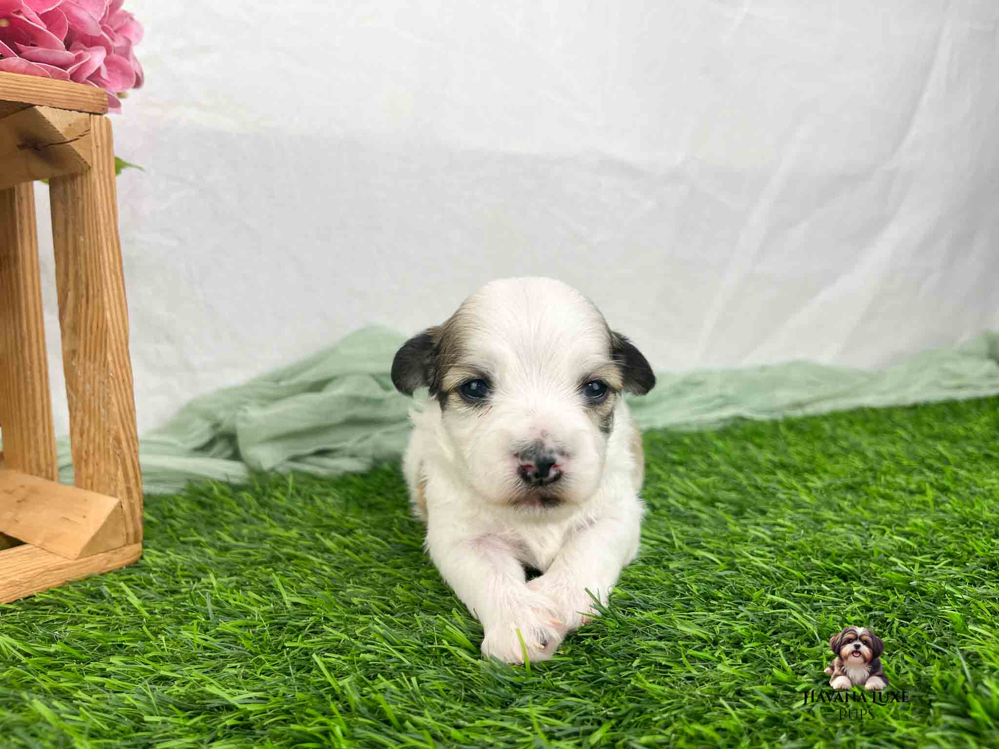 mostly white Havanese laying on green grass with feet crossed