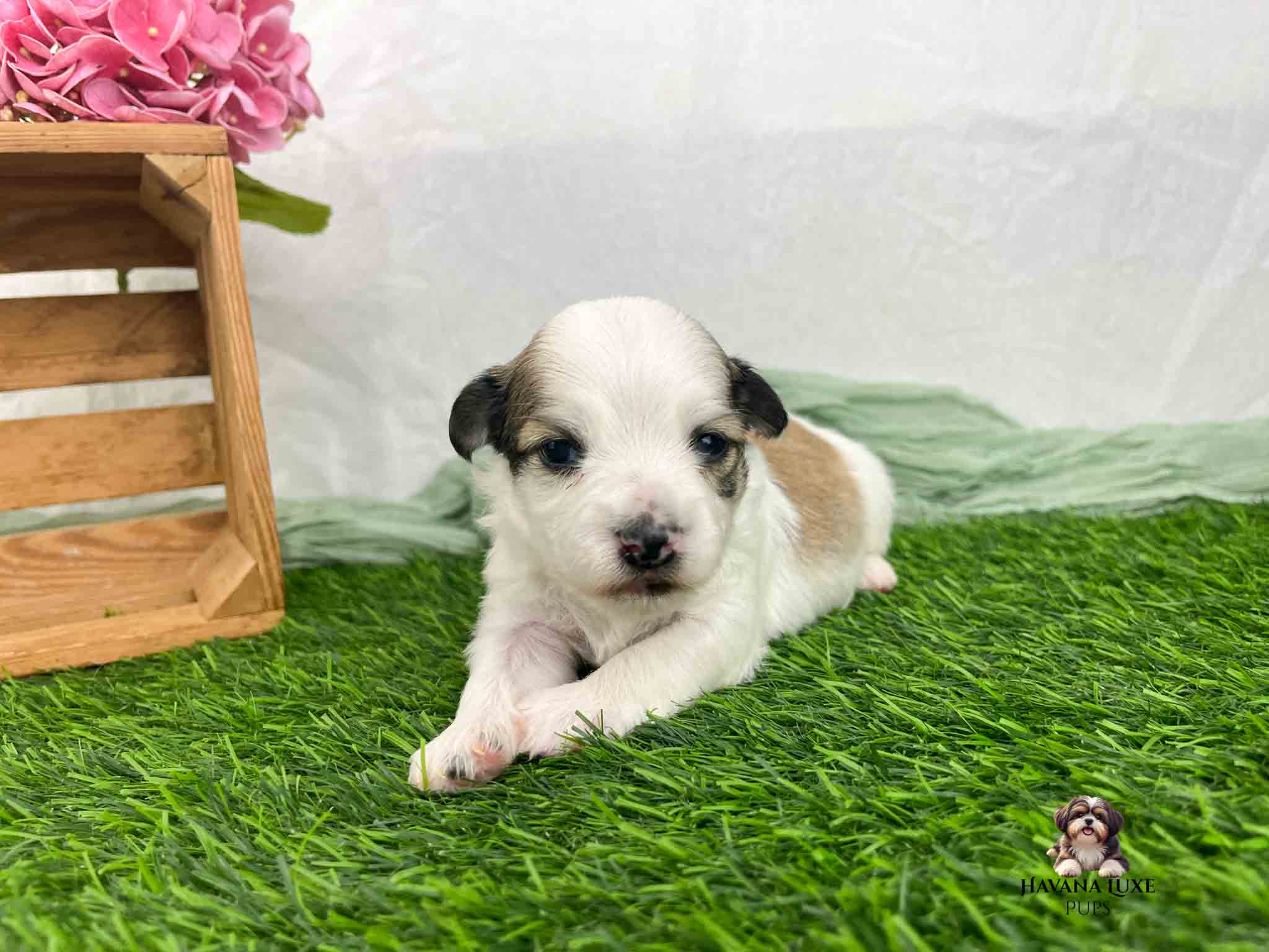 mostly white Havanese laying on grass with feet crossed and wooden basket in background