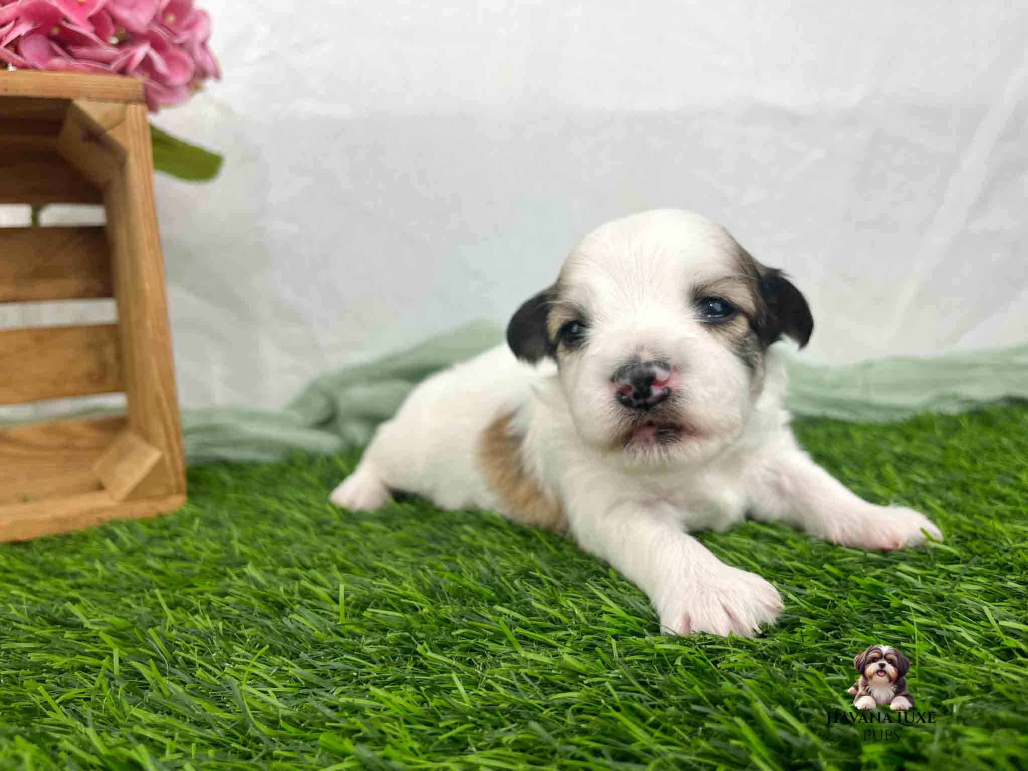 white Havanese newborn pup with gold markings and pink nose
