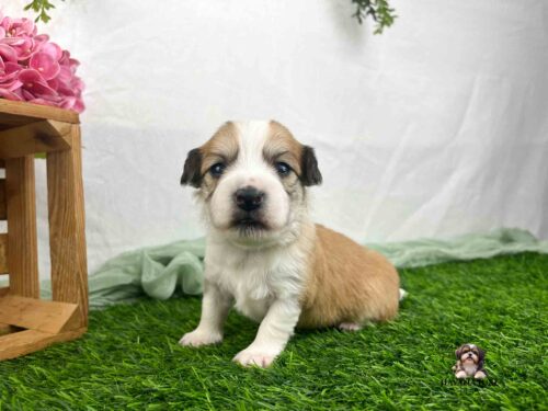 gold Havanese with white markings on green grass and white background