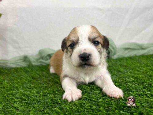 gold Havanese puppy laying on green grass