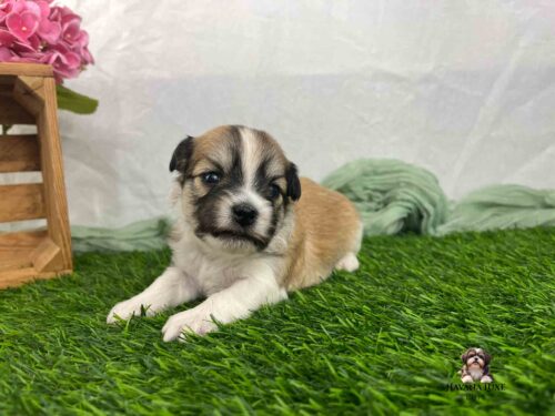 gold Havanese pup with white strip on face laying on green grass