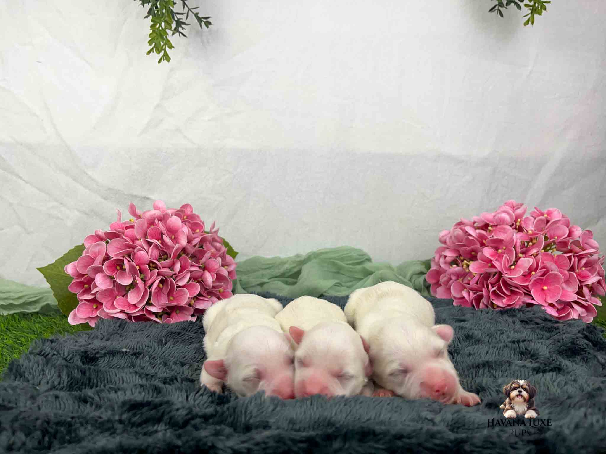 Newborn Havapoo puppies cuddled together