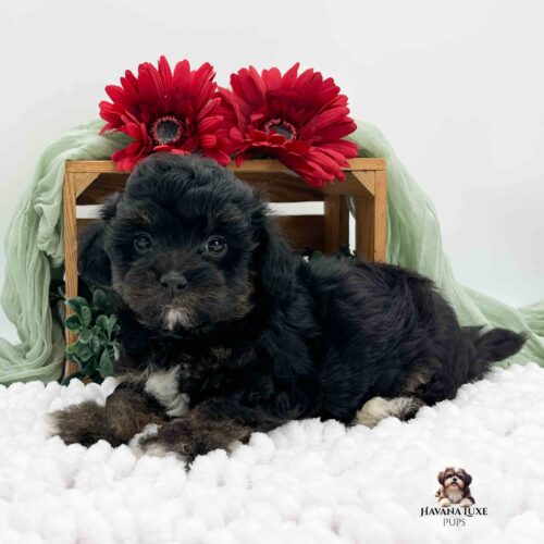 dark brindle Havapoo pup with white on paws, chest and chin