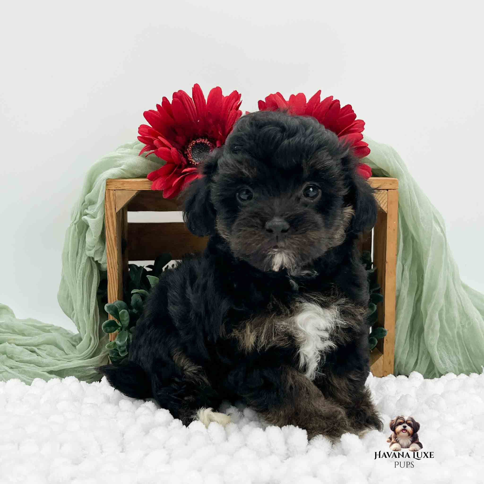 Dark brindle colored Havapoo pup sitting on white blanket with red flowers in background