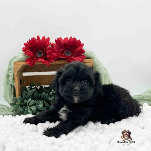black Havapoo pup with white on chest and red flowers in background
