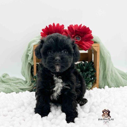 dark brindle Havapoo pup sitting on white blanket with greenery in background