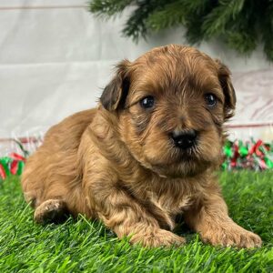 Havapoo puppy lying in the grass
