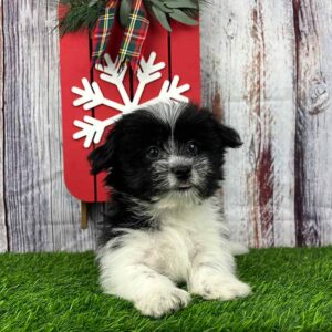 Black and white Havanese puppy who gets constant puppy socialization