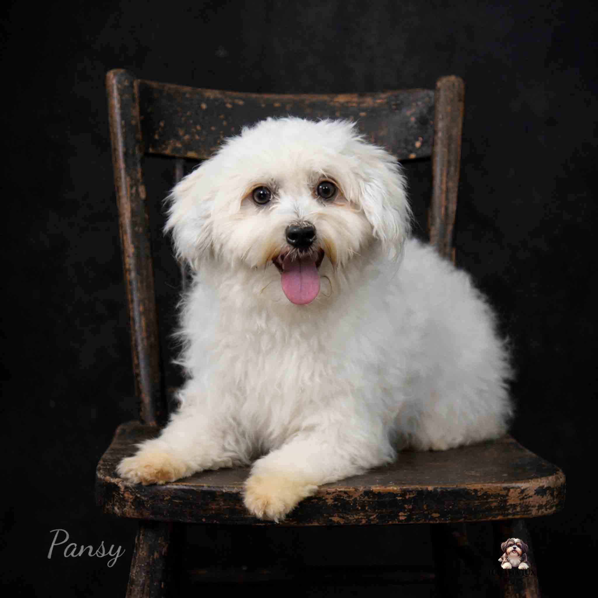 adult Havanese named Pansy sitting on old black chair with black background