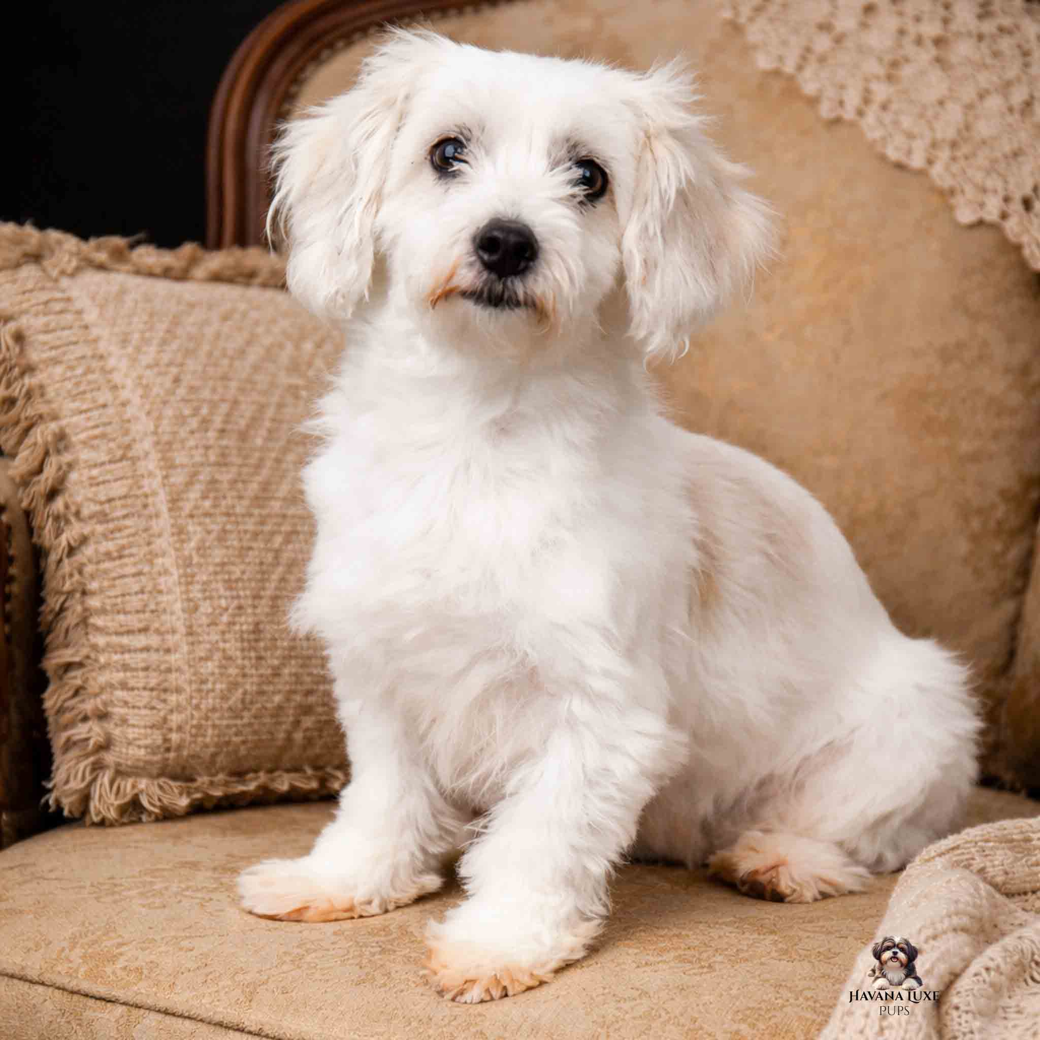 Adult Havanese sitting on antique chair with pillow