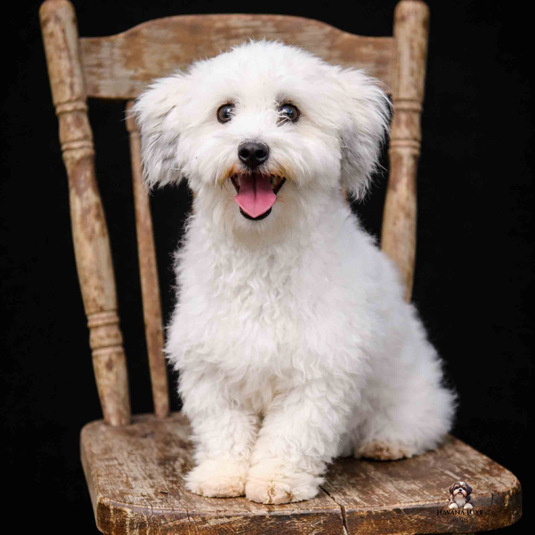 Adult white Havanese with a smile sitting on old chair