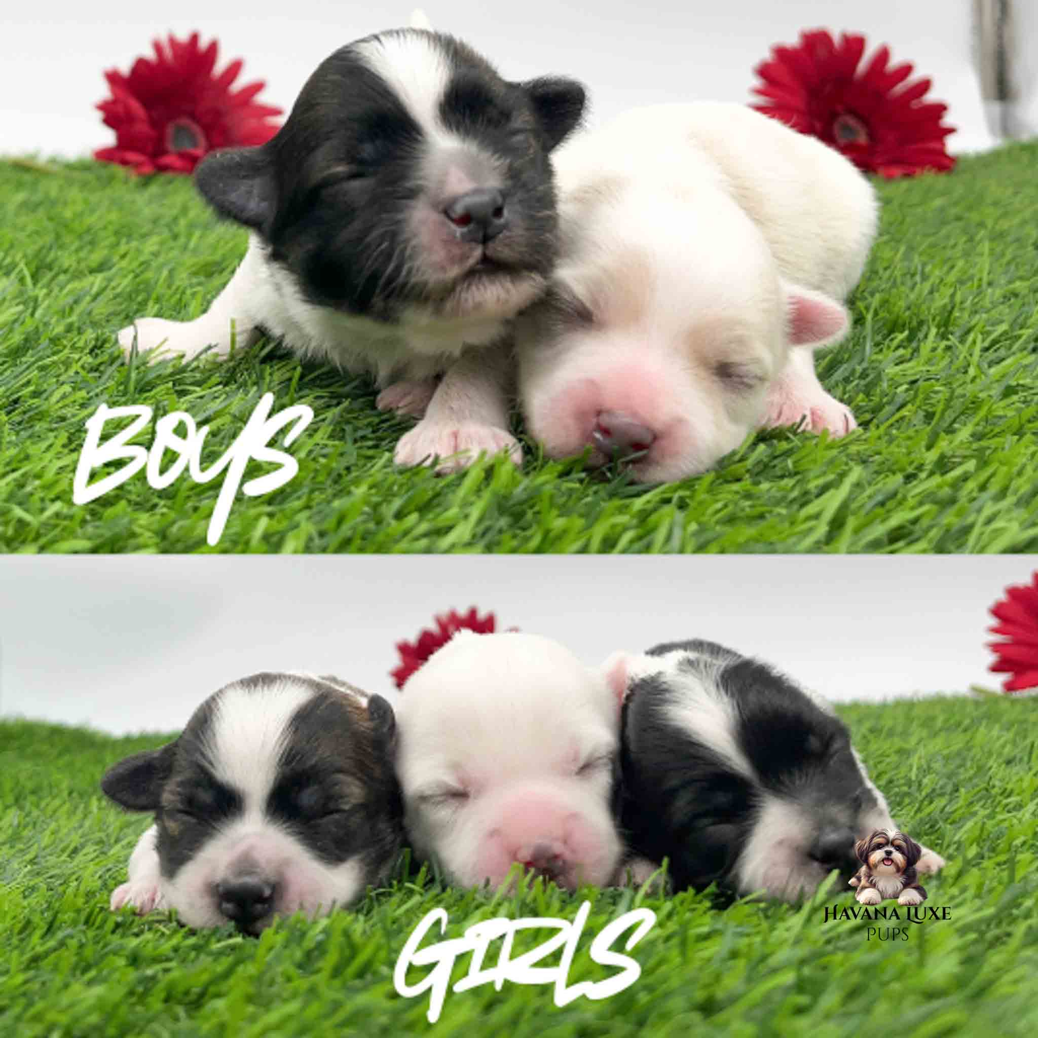 Newborn Havapoo puppies cuddled together