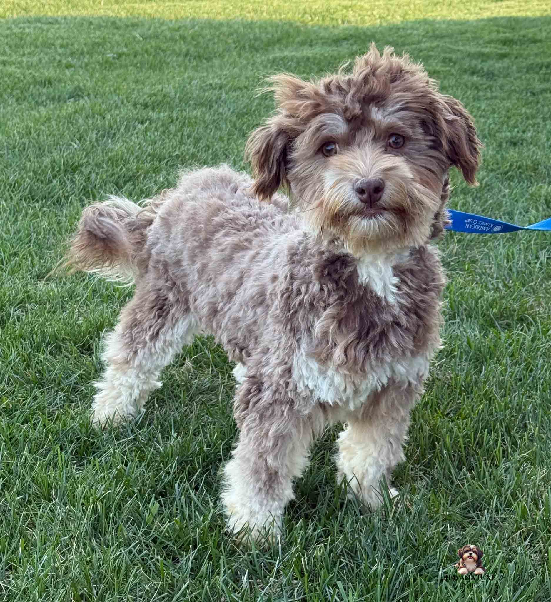 brown and tan Havanese adlult dog standing in grass
