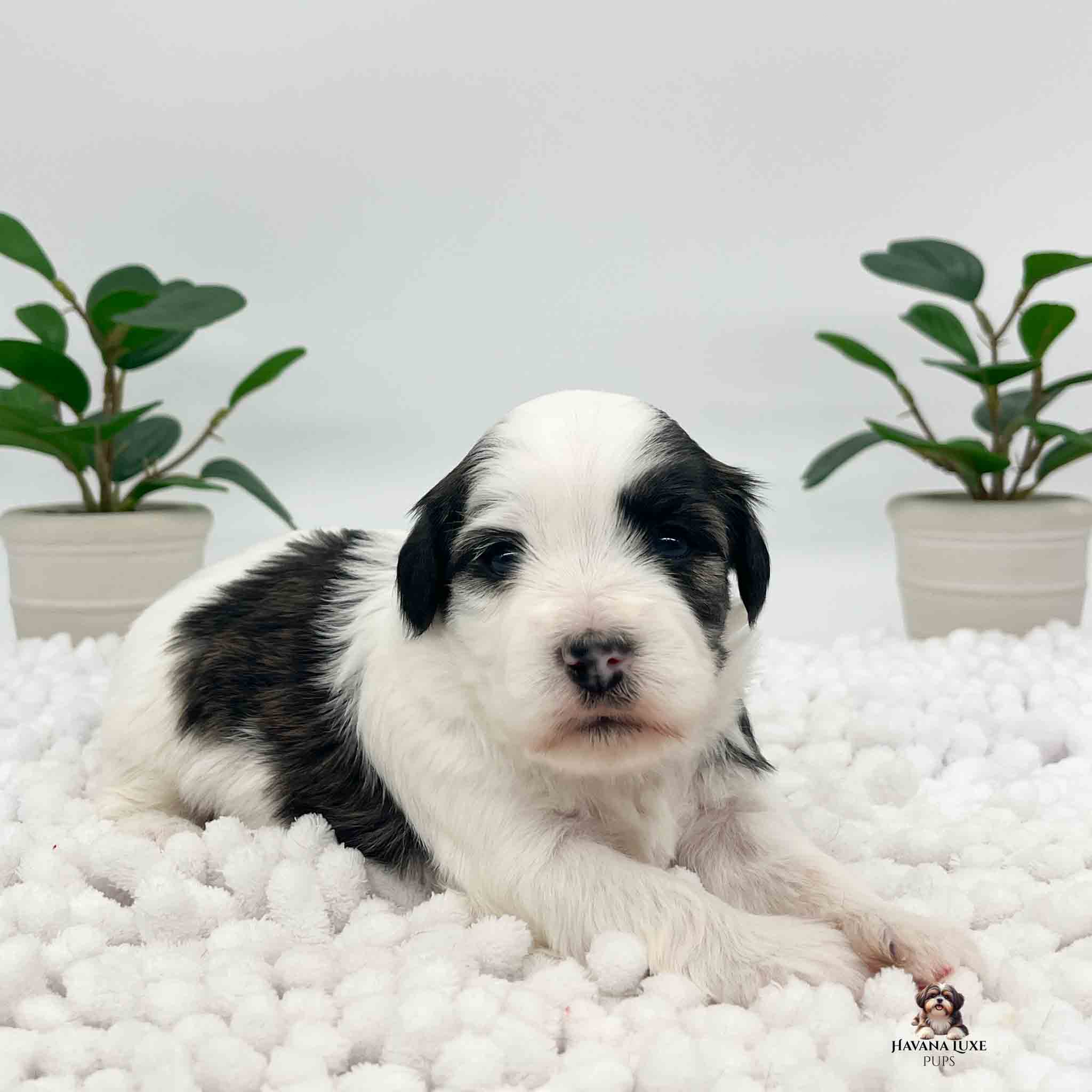 IMG_4789 cute black and white Havanese pup with a little pink nose