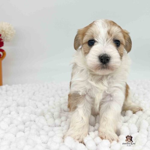 gold and white Havanese with a cute black nose sitting on white blanket