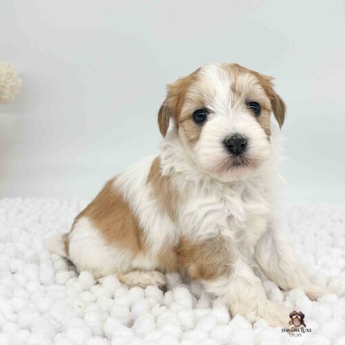 gold and white Havanese puppy Olivia sitting on white blanket