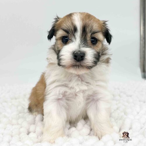 Ottis a gold and white colored Havanese pup sitting on soft white blanket.