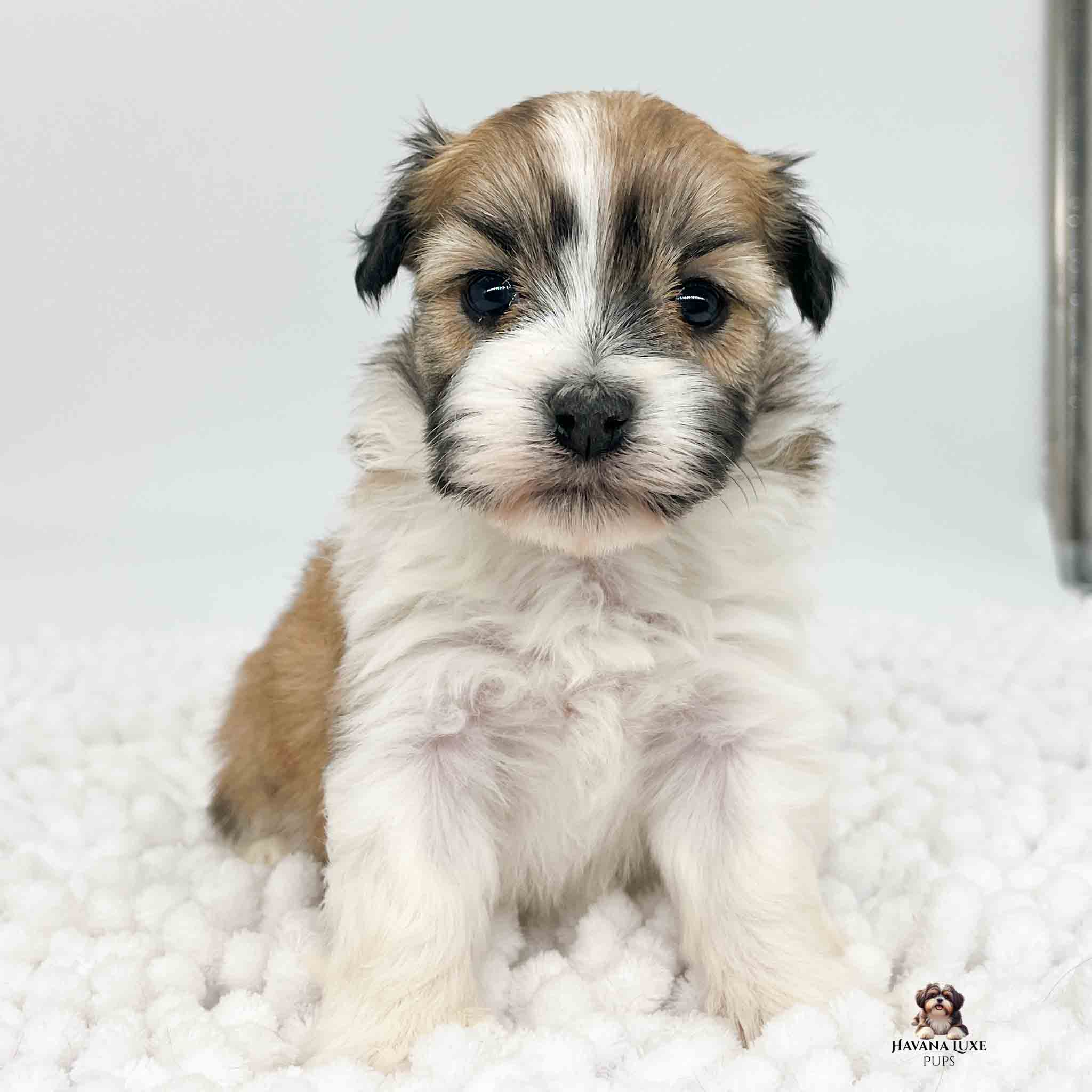 Ottis a gold and white colored Havanese pup sitting on soft white blanket.