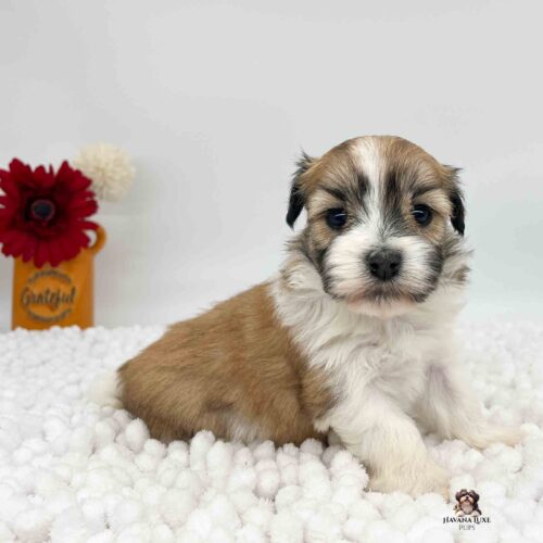 gold and brindle colored Havanese names Ottis sitting on soft white blanket has a red flower in the background