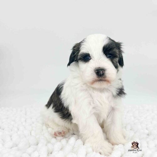 adorable white Havanese with black and brindle markings sitting on white blanket