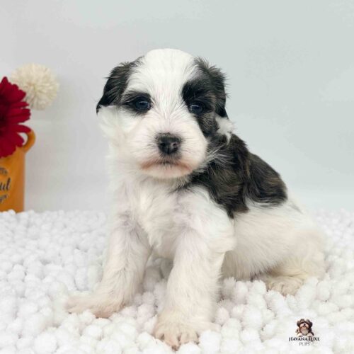 black and white Havanese with a little Brindle sitting on a soft white blanket