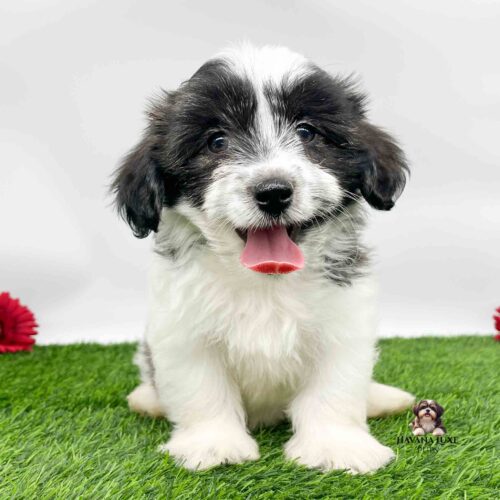 A White Havanese with Black markings with a cute red tongue