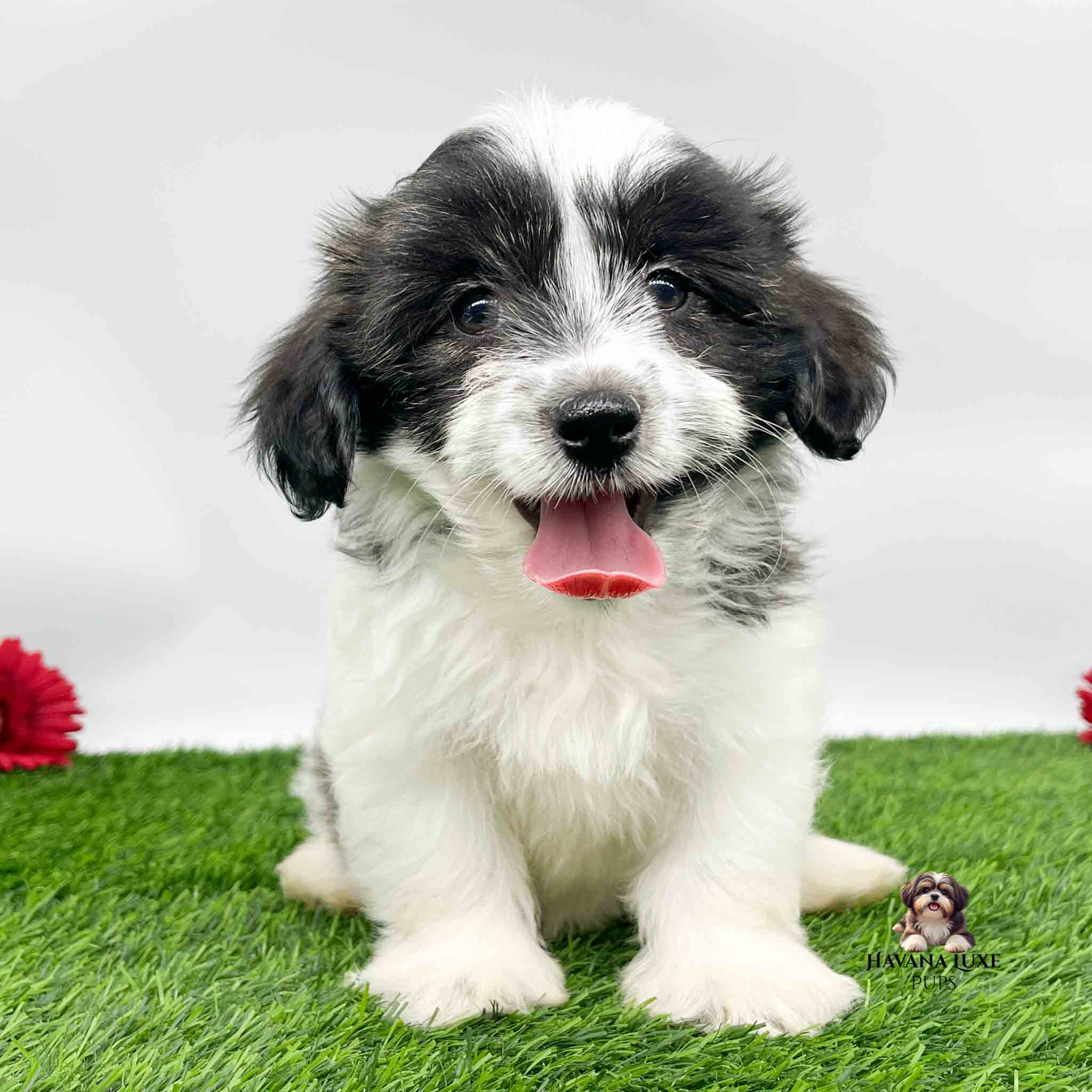 A White Havanese with Black markings with a cute red tongue