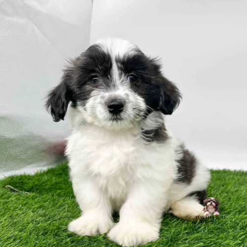 A white Havanese with black markings and a broad chest chilling on the grass