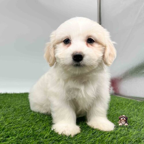 Havanese puppy with popping black eyes sitting on the green grass