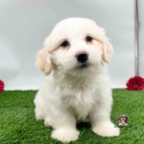 An white Havanese with golden ears sitting on the grass with red flowers