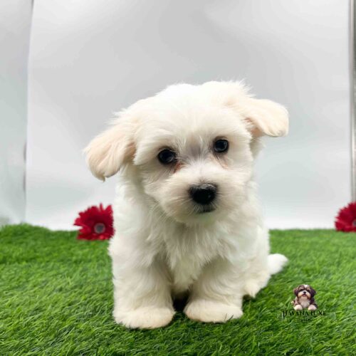 An adorable pup with a black nose sitting on the green grass