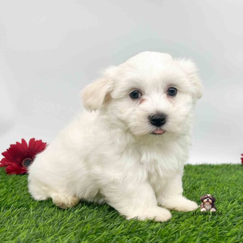 A very white Havanese with little gold ears and a little red tongue