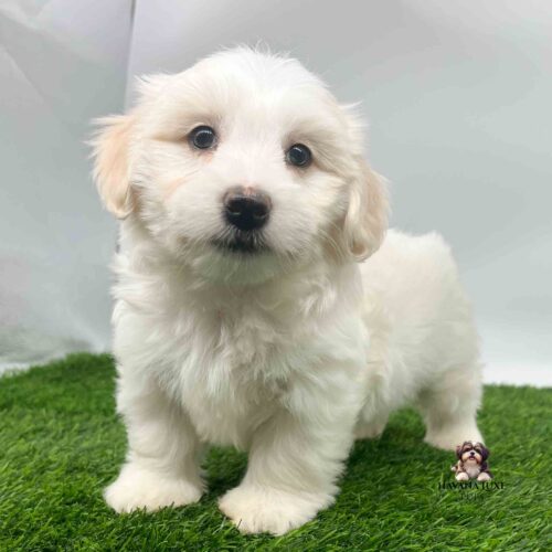 A white Havanese pup with a board chest and popping black eyes