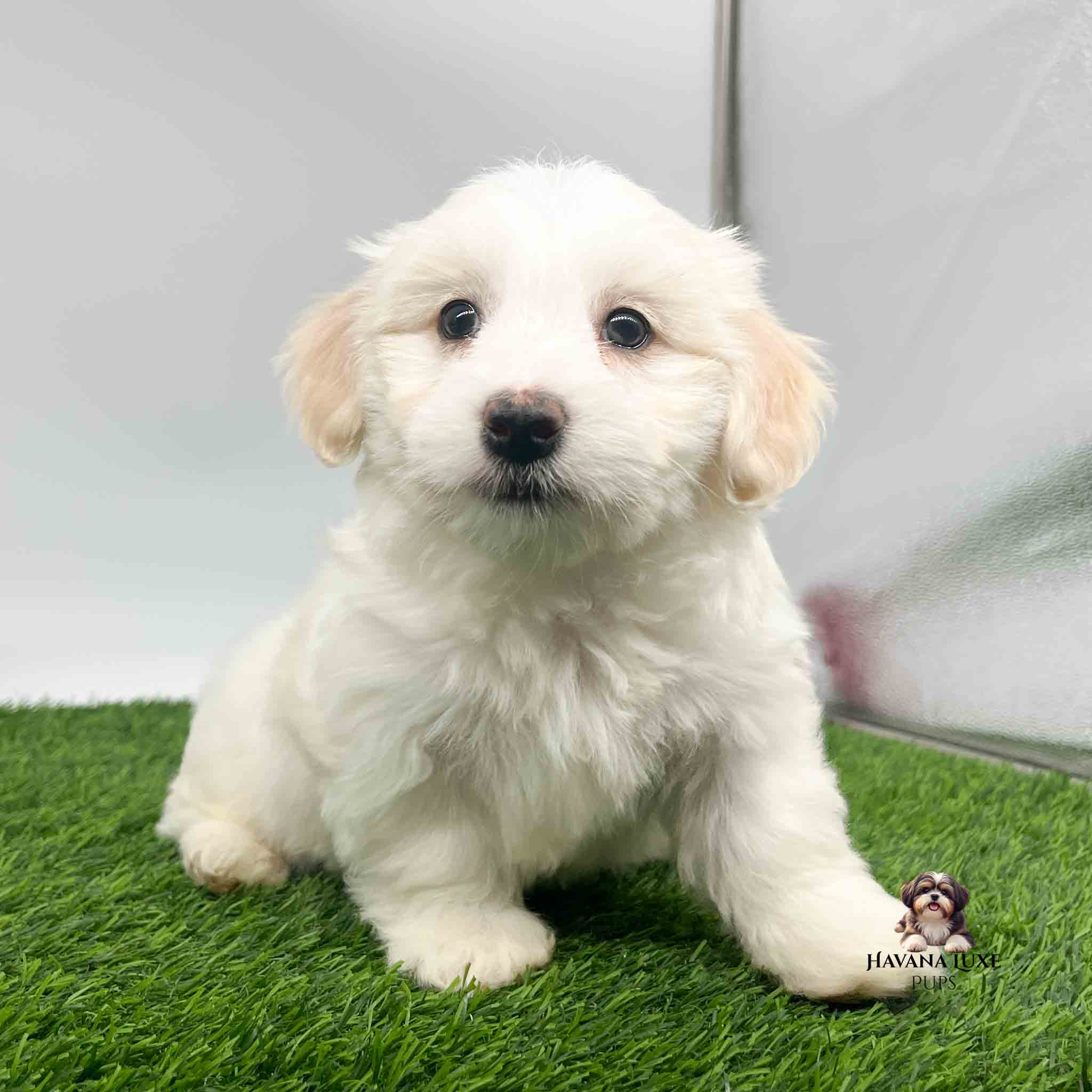 A white Havaenese with gold ears chilling in the green grass