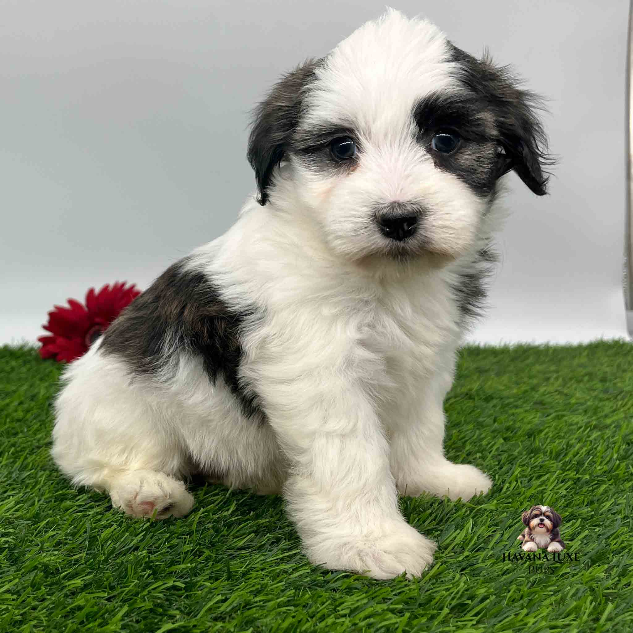 An adorable Havanese pup chilling on the green grass with a red gerber Daisies