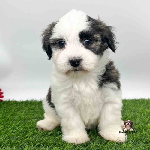 a white Havanese with brindle markings sitting on the green grass