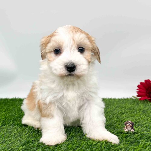 An cute golden pup with begging eyes an a cute black nose sitting on the grass