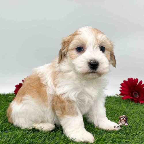 a golden white Havanese chilling on the green grass with red flowers
