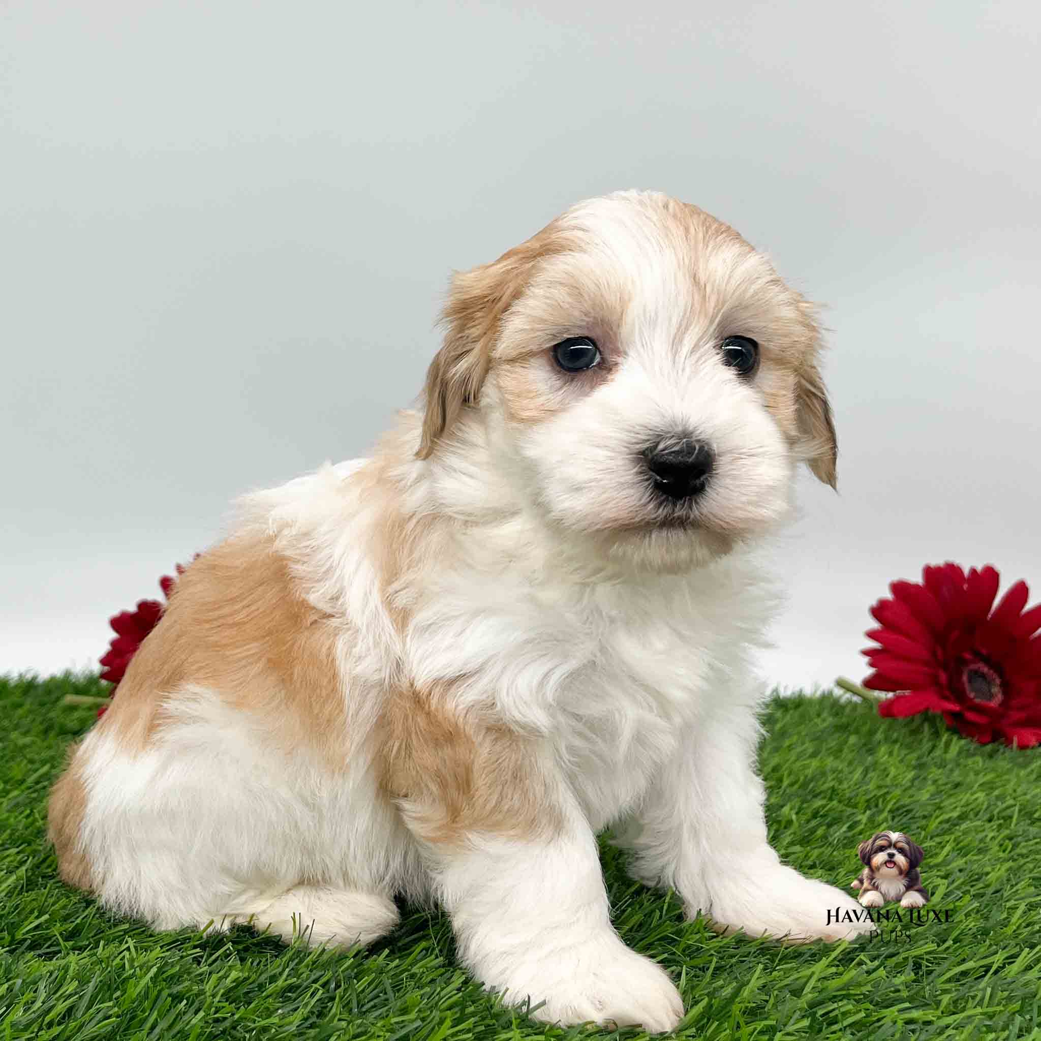 a golden white Havanese chilling on the green grass with red flowers